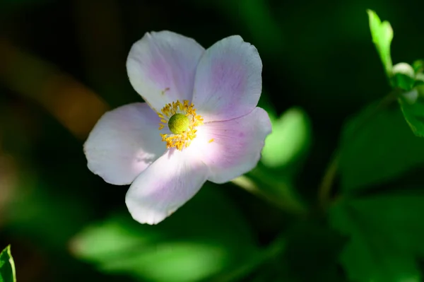 Bela Flor Brilhante Crescendo Jardim Verão Dia Ensolarado — Fotografia de Stock