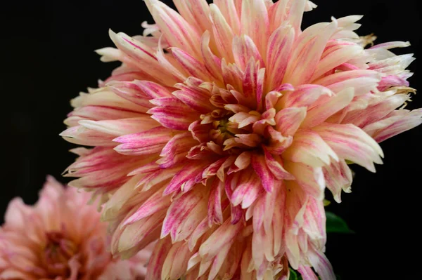 Belles Fleurs Lumineuses Poussant Dans Jardin Journée Ensoleillée Été — Photo