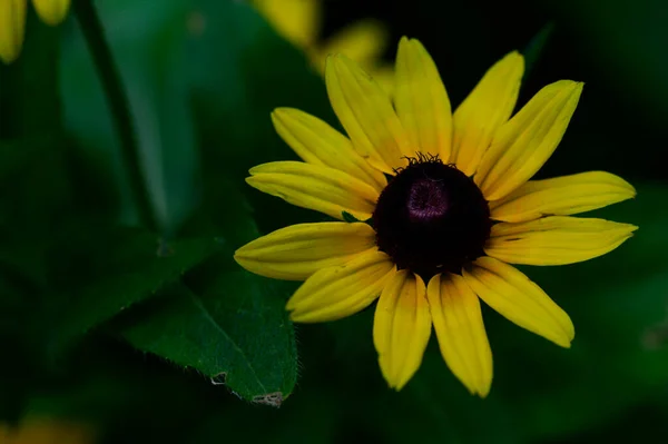 Hermosa Flor Brillante Creciendo Jardín Verano Día Soleado — Foto de Stock