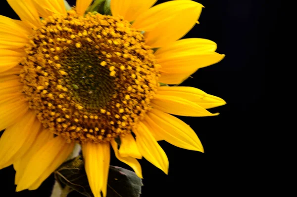 Krásný Slunečnice Tmavém Pozadí Letní Koncept Zblízka — Stock fotografie