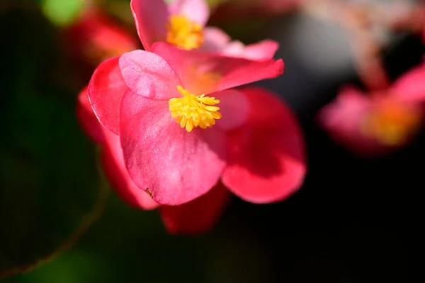 Hermosas Flores Brillantes Que Crecen Jardín Verano Día Soleado —  Fotos de Stock