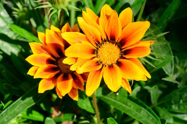 Vackra Ljusa Blommor Xer Trã Dgã Rden Sommaren Solig Dag — Stockfoto