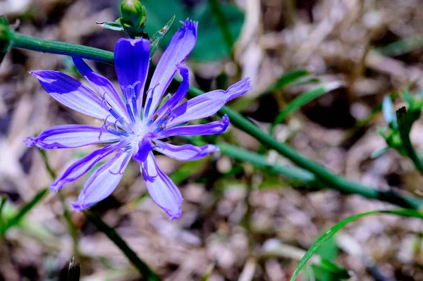 Όμορφο Φωτεινό Λουλούδι Που Αναπτύσσεται Στον Κήπο Την Ηλιόλουστη Μέρα — Φωτογραφία Αρχείου