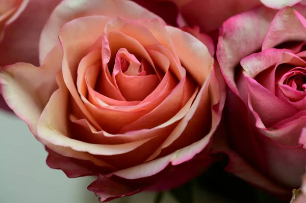 Красивые Яркие Розы Растут Саду Летний Солнечный День — стоковое фото