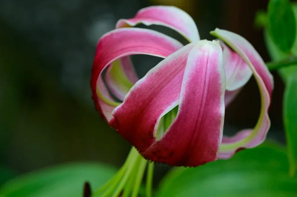 Beautiful Bright Lily Flower Growing Garden Summer Sunny Day — Stock Photo, Image