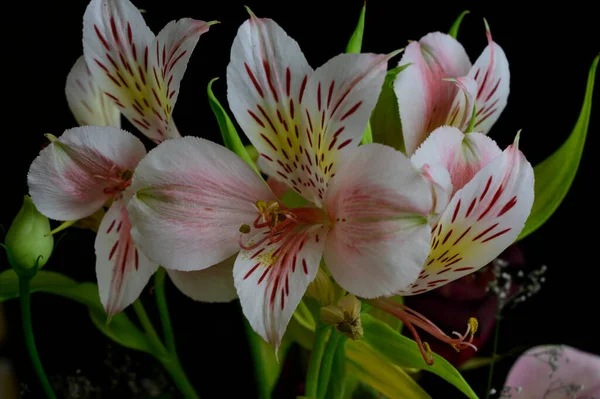 Beautiful Bright Flowers Growing Garden Summer Sunny Day — Stock Photo, Image