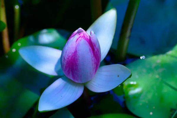 Beautiful Blooming Lotus Growing Pond Summer Day — Stock Photo, Image