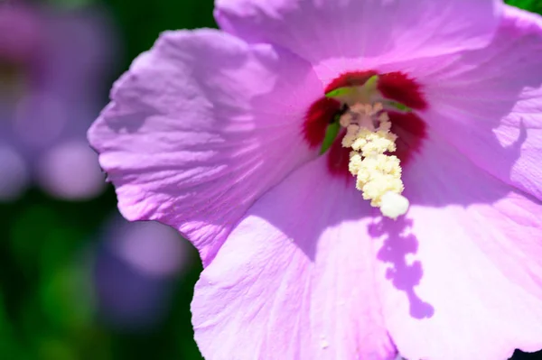 Bela Flor Malva Brilhante Crescendo Jardim Dia Ensolarado Verão — Fotografia de Stock