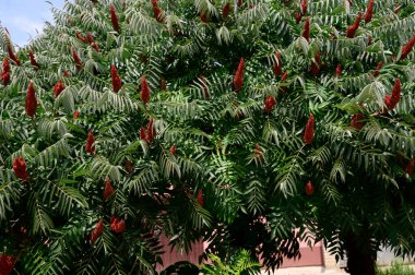 Yeşil yapraklı ağaç dalları ve evin yanında çiçekler, yakın plan, yaz konsepti  