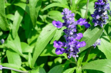 Güneşli yaz gününde bahçede büyüyen güzel, parlak çiçekler.