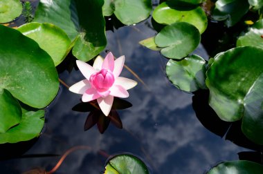 Güzel çiçek açan nilüfer çiçekleri yaz günü gölette büyür. 