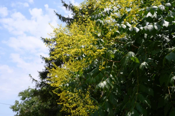 绿叶树枝 夏季概念 — 图库照片