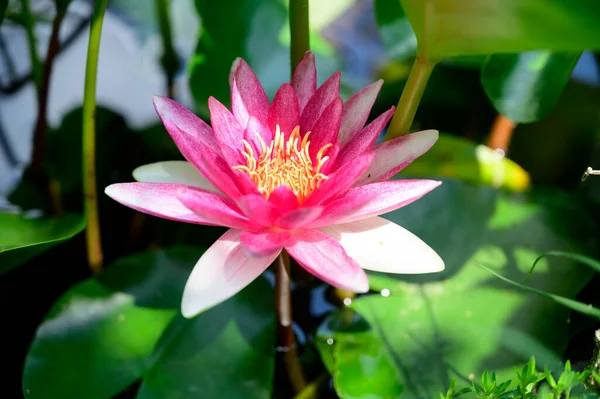 Bello Fiore Loto Che Cresce Nello Stagno Durante Giorno Estate — Foto Stock