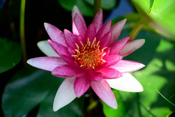 Beautiful Blooming Lotus Growing Pond Summer Day — Stock Photo, Image