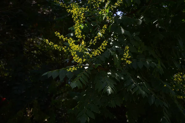 Copaci Ramuri Frunze Verzi Aproape Conceptul Vară — Fotografie, imagine de stoc