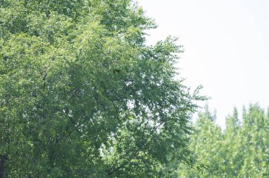 Güzel gökyüzü arka planında gür dalları olan ağaçlar, yakın plan, yaz konsepti  