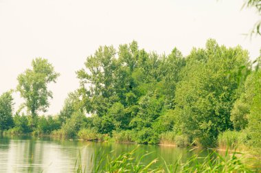 Güneşli bir günde nehir kıyısında büyüyen orman manzarası