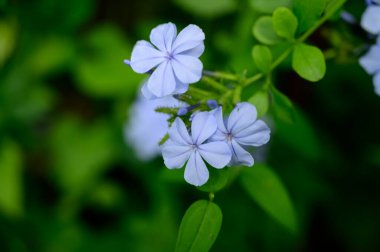 Güneşli yaz gününde bahçede büyüyen güzel, parlak çiçekler.