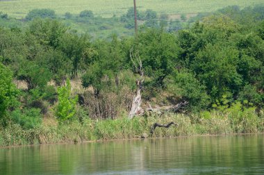 Güneşli bir günde nehir kıyısında büyüyen orman manzarası