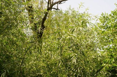 Güzel gökyüzü arka planında gür dalları olan ağaçlar, yakın plan, yaz konsepti  