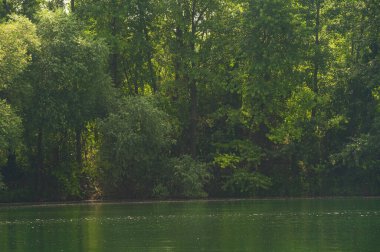 Güneşli bir günde nehir kıyısında büyüyen orman manzarası