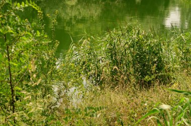 Güneşli bir günde nehir kıyısında büyüyen yeşil çimlerin resimsel görüntüsü