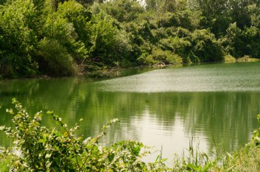 Güneşli bir günde nehir kıyısında büyüyen orman manzarası