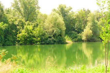 Güneşli bir günde nehir kıyısında büyüyen bitmeyen ormanın resimsel manzarası.