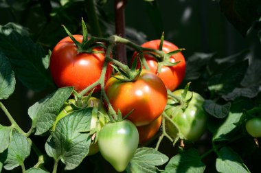 Dışarıda yetişen güzel domatesler, yaz konsepti, yakın görüş.  