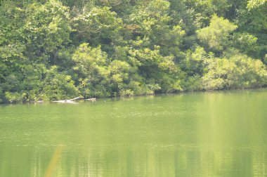 Güneşli bir günde nehir kıyısında büyüyen bitmeyen ormanın resimsel manzarası.