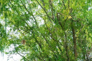 Güzel gökyüzü arka planında gür dalları olan ağaçlar, yakın plan, yaz konsepti  