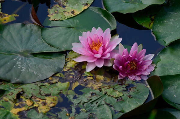 Schöne Blühende Lotusblüten Die Sommertagen Teich Wachsen — Stockfoto