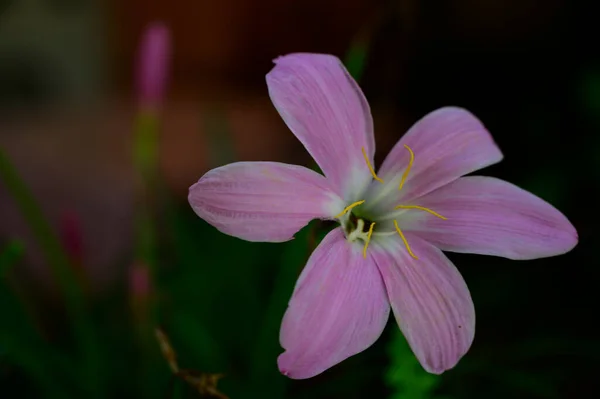 Schöne Helle Blume Wächst Garten Sonnigen Sommertag — Stockfoto