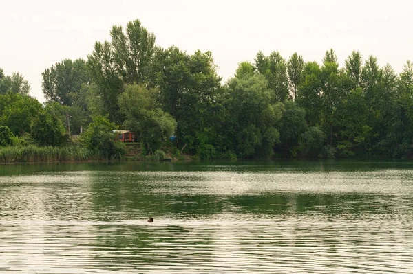 Vue Homme Nageant Dans Rivière Avec Forêt Sur Rivage Par — Photo