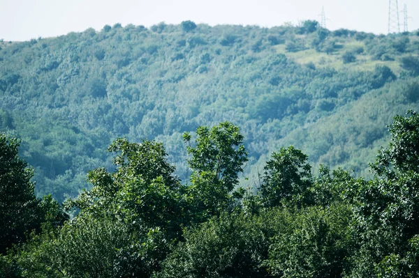 Les Zelenými Stromy Rostoucí Kopci Letní Koncept — Stock fotografie