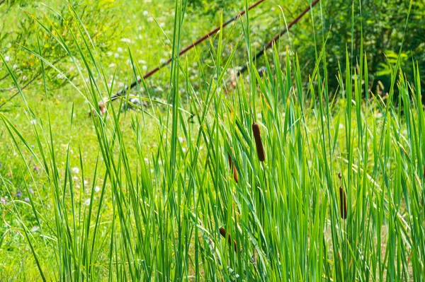 Schilderachtig Uitzicht Groen Gras Groeien Oever Van Rivier Zonnige Dag — Stockfoto