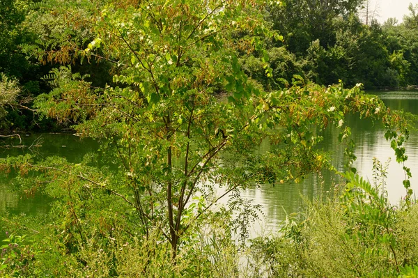 Malerischer Blick Auf Den Wald Wächst Ufer Des Flusses Bei — Stockfoto