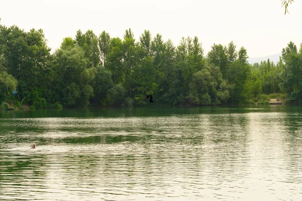 Vista Del Hombre Nadando Río Con Bosque Orilla Día Soleado —  Fotos de Stock