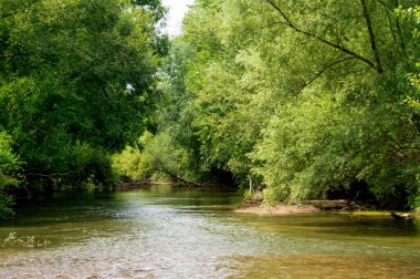 Güneşli bir günde nehir kıyısında büyüyen orman manzarası