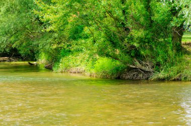 Güneşli bir günde nehir kıyısında büyüyen orman manzarası