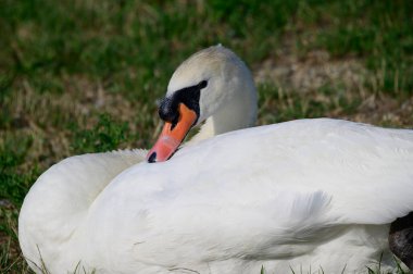 Yaz günü sahilde güzel şirin bir kuğu 