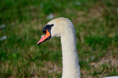 Yaz günü sahilde güzel şirin bir kuğu 