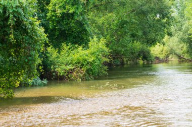 Güneşli bir günde nehir kıyısında büyüyen orman manzarası