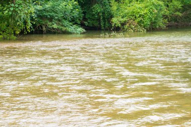 Güneşli bir günde nehir kıyısında büyüyen orman manzarası