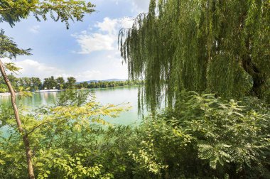 Güneşli bir günde nehir kıyısında büyüyen orman manzarası