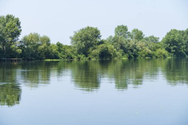 Güneşli bir günde nehir kıyısında büyüyen orman manzarası