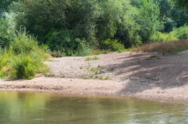 Güneşli bir günde nehir kıyısında büyüyen orman manzarası