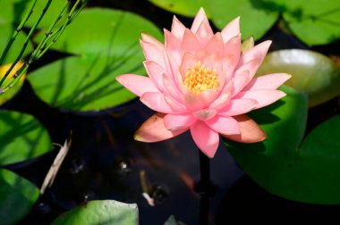 Güzel çiçek açan nilüfer çiçekleri yaz günü gölette büyür. 