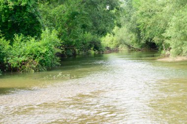 Güneşli bir günde nehir kıyısında büyüyen orman manzarası