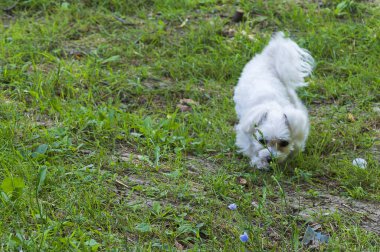 Tatlı köpek yaz günü dışarıda eğleniyor.